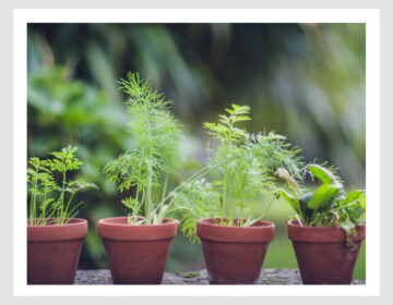 Erreichen Sie die Zielgruppe der Gärtnerinnen und Pflanzenliebhaber mit unserem Blick Garten-Special